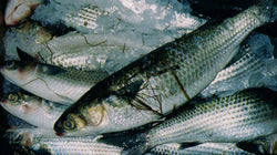 Fresh Whole Black Mullet  Fish , wild caught 1-1.2 pounds