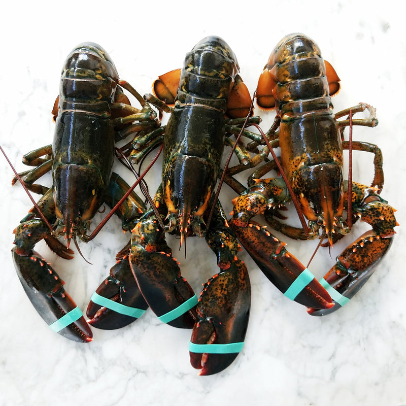 Live Hard-Shell Lobsters, 1.5 lbs avg, wild caught