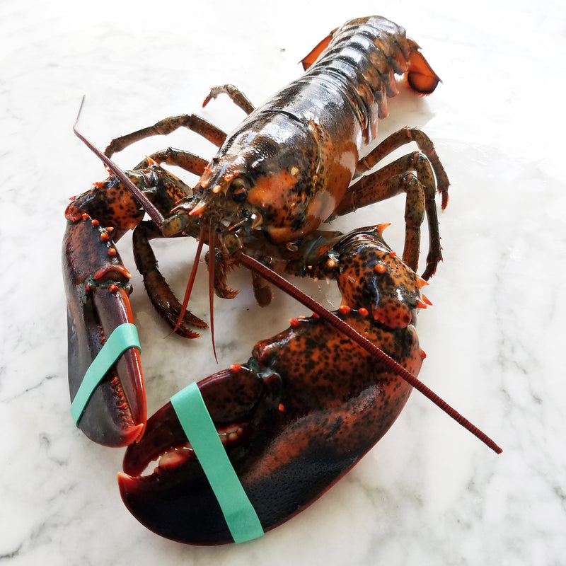 Live Hard-Shell Lobsters, 1.5 lbs avg, wild caught