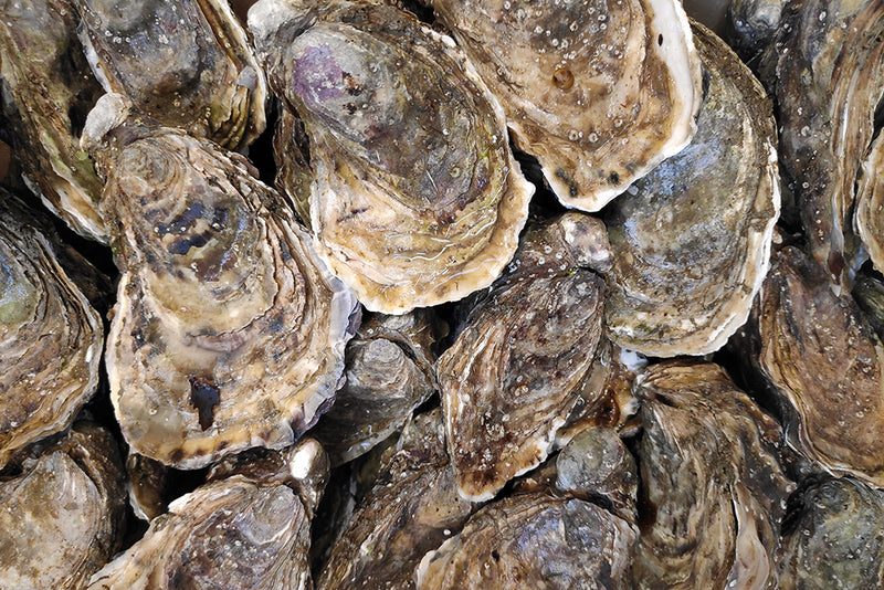 LIVE Gulf Coast Bottom Oysters individually sold!!