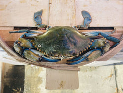 JUMBO JIMMIES  LIVE BLUE CRAB  FRI- SAT- SUN   DELIVERY ONLY-- WHILE SUPPLIES LAST