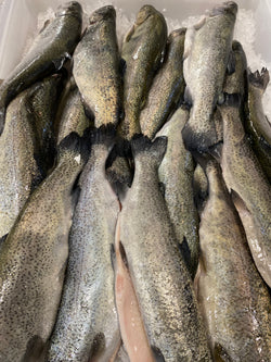 Fresh Rainbow Trout 1-1.5 lbs