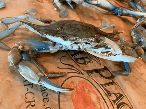 LIVE  no.1 LARGE blue crab weekends only when available