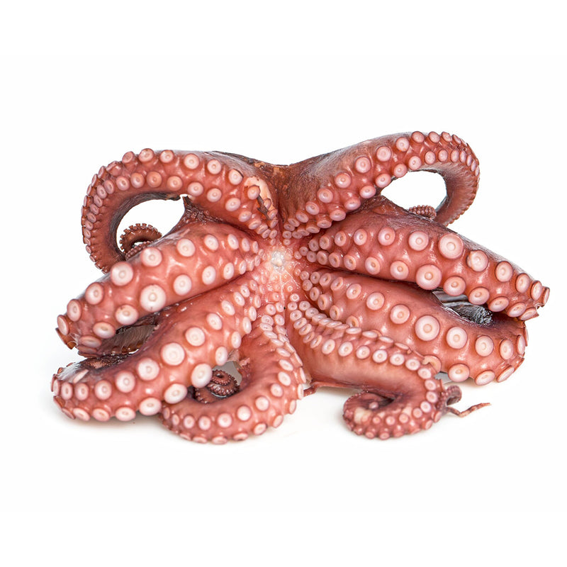 OCTOPUS  FLOWER  2.65-3.2 POUNDS