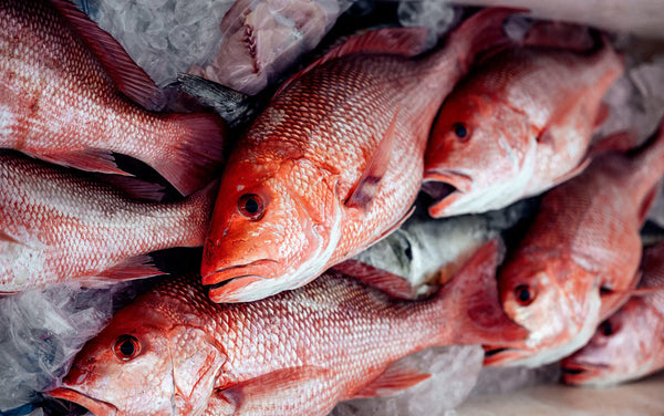 Wild Red Snapper  or Yellow tail 0.5-1.0 LB EACH (weekends only)