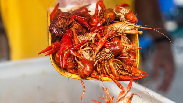 Live Louisiana Crawfish by the pound, 10 and 30-33 lb. sacks   lbs. available   Saturday and Sunday