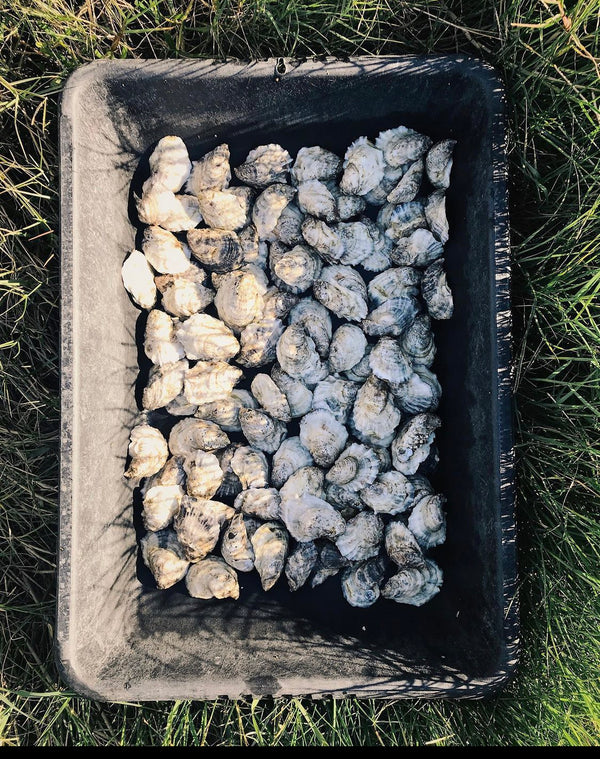 30 pound Gulf Coast Bottom Oysters
