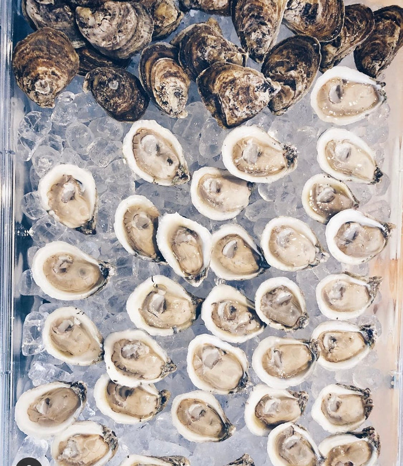30 pound Gulf Coast Bottom Oysters