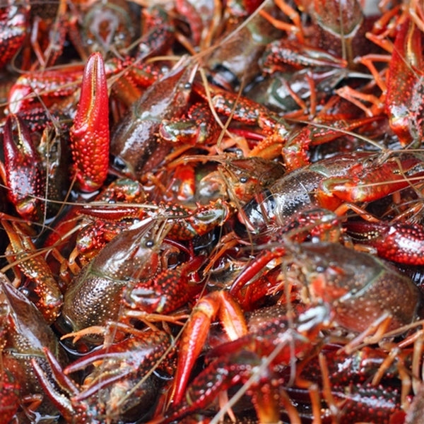 Live Louisiana Crawfish by the pound, 10 and 30-33 lb. sacks   lbs. available   Saturday and Sunday