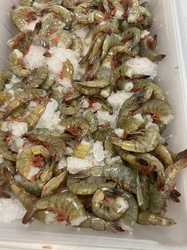 16/20 headless colossal ez peel white shrimp 2 POUND INCREMENTS
